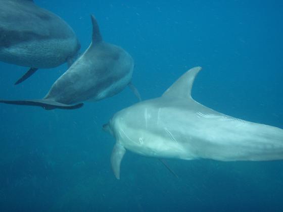 dolphins2.JPG