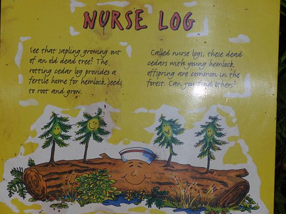 nurse log.JPG